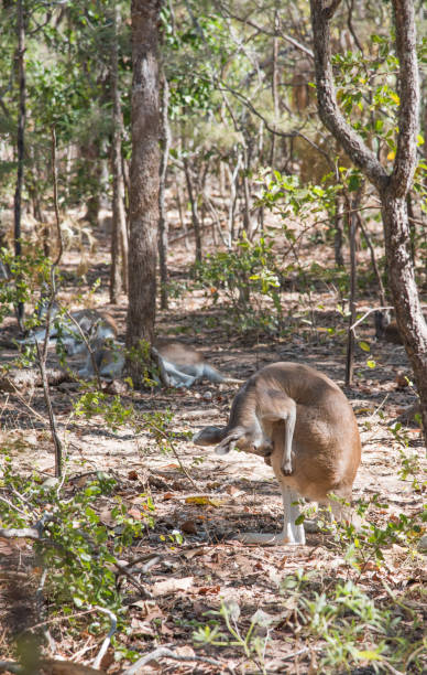 валлаби пренинг - agile wallaby стоковые �фото и изображения