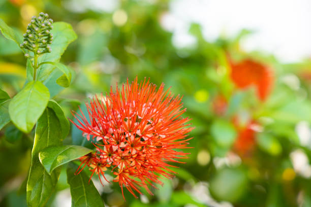 istock Bush willow, Finger Lies on the Ground 1223838517