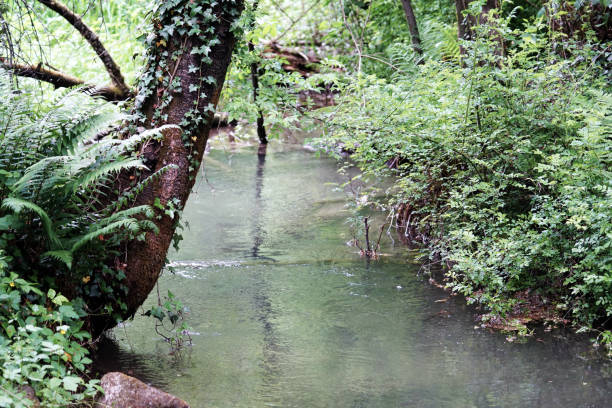 nature. un étang, de l’eau, un arbre et beaucoup de vert. - tree stream forest woods photos et images de collection