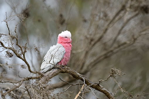 A Galah (parrot) perched in a leafless tangle.
