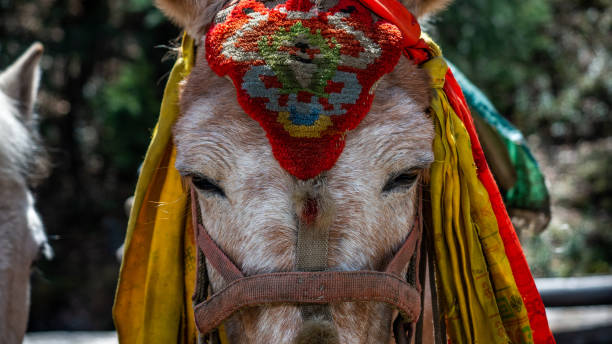 istock Donkey with colorful harness on Annapurna Circuit 1223840611