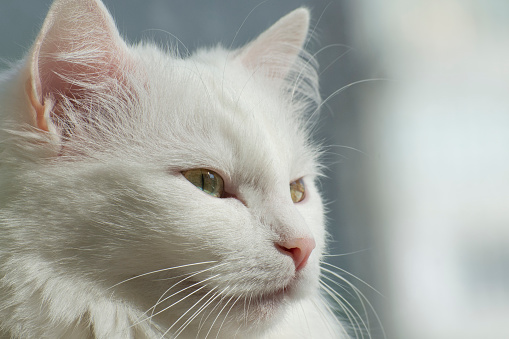 Portrait of breed Turkish Angora cat. Close up photo.