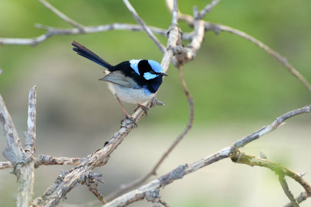 A Superb Fairy-wren perched on a branch.