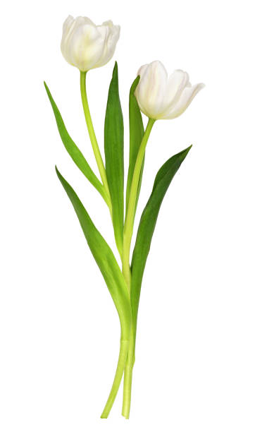 White tulip flowers White tulip flowers isolated on white white tulips stock pictures, royalty-free photos & images