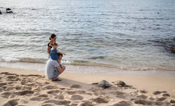 istock Family on sand looking at beach turtles 1223845350