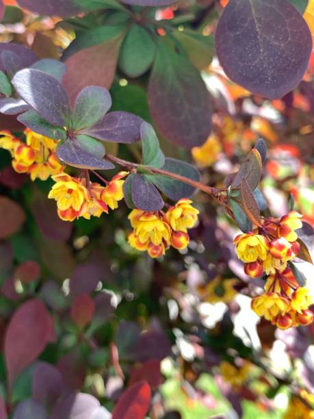 istock Bright yellow-orange flowers on a shrub 1223845612