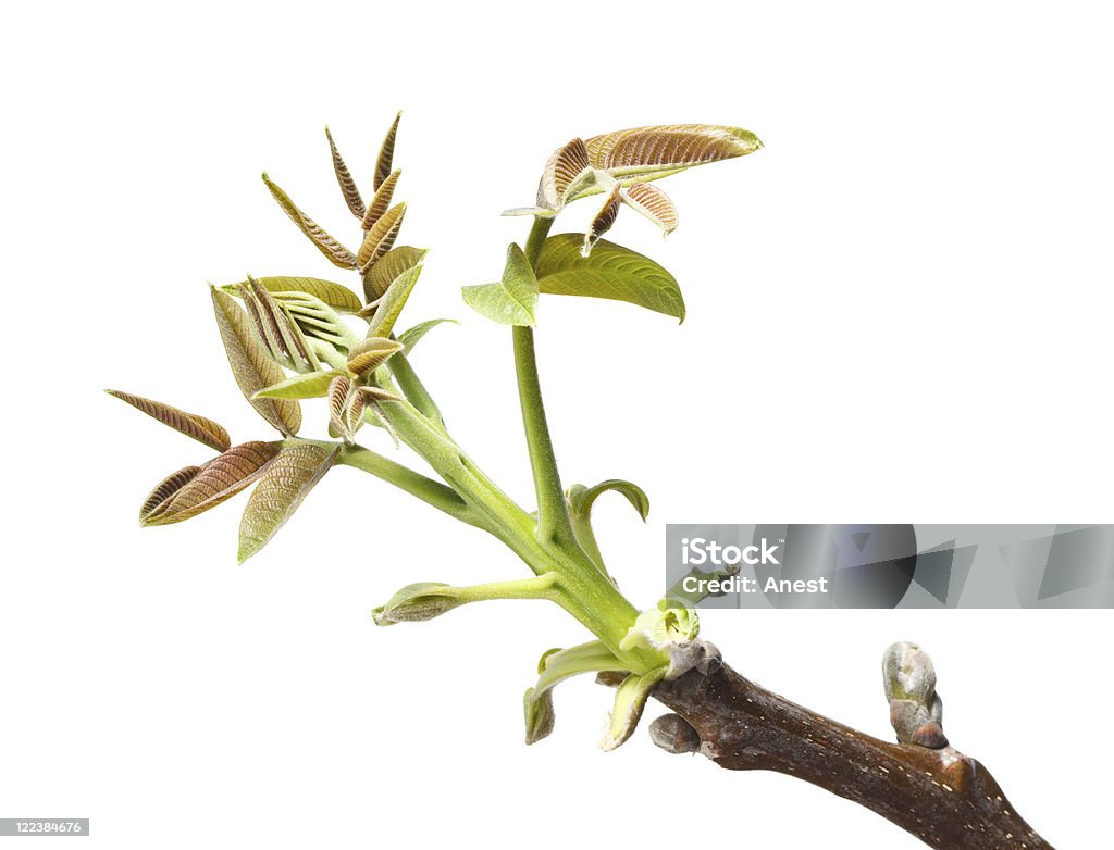 Walnut twig at spring Macro of brunch with bud and new leaves isolated on white Bud Stock Photo