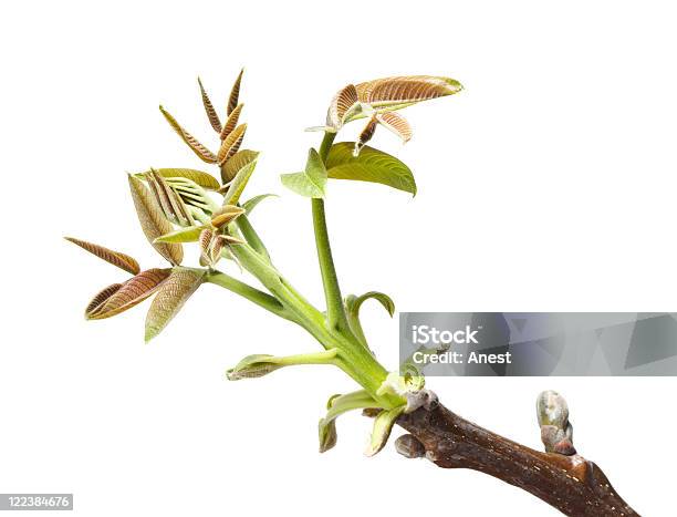 Walnut Twig At Spring Stock Photo - Download Image Now - Bud, Walnut Tree, Branch - Plant Part