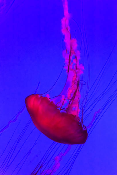 istock Jellyfish, Pacific sea nettle Chrysaora fuscescens. 1223847218