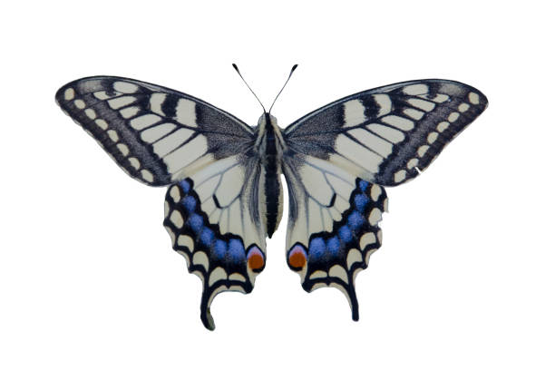 istock A large butterfly sits on a flower with wings spread. Swallowtail butterfly isolate on white background. 1223847332