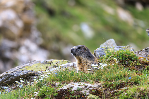Alpine marmot in Vals, Graubunden, Switzerland