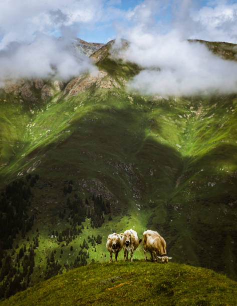 istock Swiss cows in the Alps 1223847488
