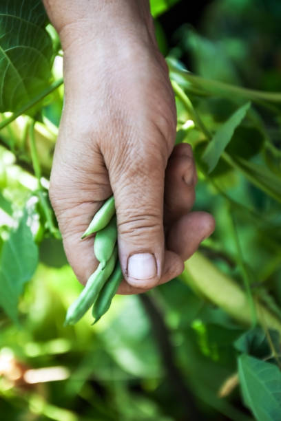 Gardening and agriculture concept. Female farm worker hand harvesting green fresh ripe organic peas on branch in garden. Vegan vegetarian home grown food production. Woman picking pea pods. concepto de jardinería y agricultura. trabajadora agrícola hembra cosecha a mano guisantes orgánicos frescos frescos verdes en la rama en el jardín. producción de alimentos veganos vegetarianos cultivados en casa. mujer recogiendo vainas de guisantes