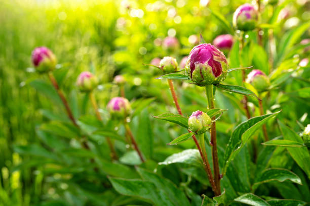 foto ravvicinata di bocciolo di fiori di peonia con gocce d'acqua alla luce del sole dopo la pioggia in giardino. sfondo floreale naturale. giardinaggio, stagione primaverile, concetto di crescita. - petal bud plant agriculture foto e immagini stock