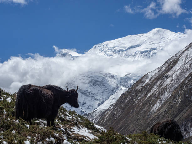 istock Yak on Annapurna Circuit 1223847744