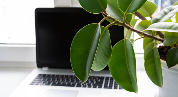istock home plant peperomia on the window with a laptop 1223847893