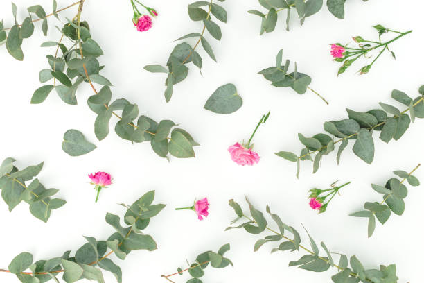 istock Floral pattern with roses and eucalyptus on white background. Flat lay, top view. 1223849325
