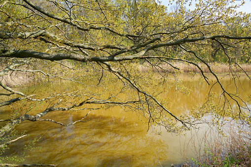 idyllic lake in the Kreuzhorst nature reserve near Magdeburg in Germany
