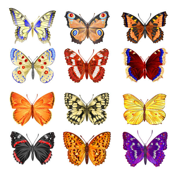 bildbanksillustrationer, clip art samt tecknat material och ikoner med fjärilar olika bergsäng och fjärilar skog miljö akvarell årgång på en vit bakgrund vektor illustration redigerbar - citronfjäril