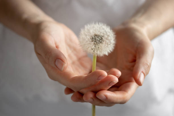 Female hands holding a dandelion clock Female hands gently holding a dandelion clock pappus stock pictures, royalty-free photos & images