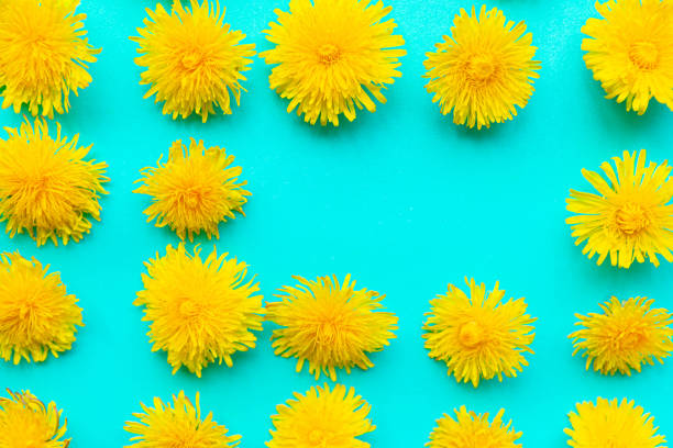 Pattern of bright yellow dandelions on green background. Summertime concept. Copy space for the text