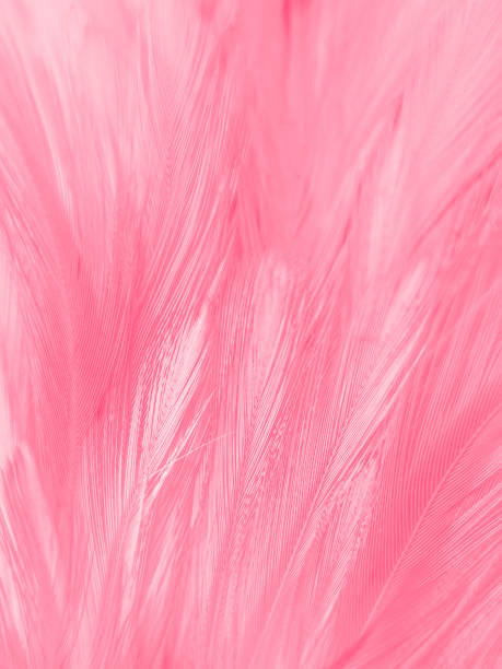 istock Beautiful abstract white and pink feathers on white background and soft white feather texture on pink pattern and pink background, feather background, pink banners 1223856883