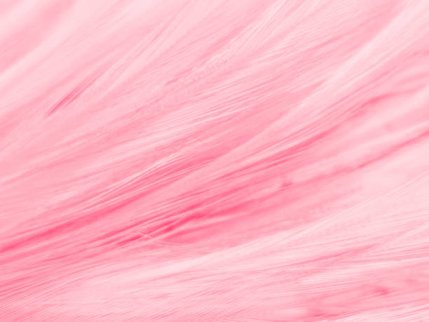 istock Beautiful abstract white and pink feathers on white background and soft white feather texture on pink pattern and pink background, feather background, pink banners 1223856901