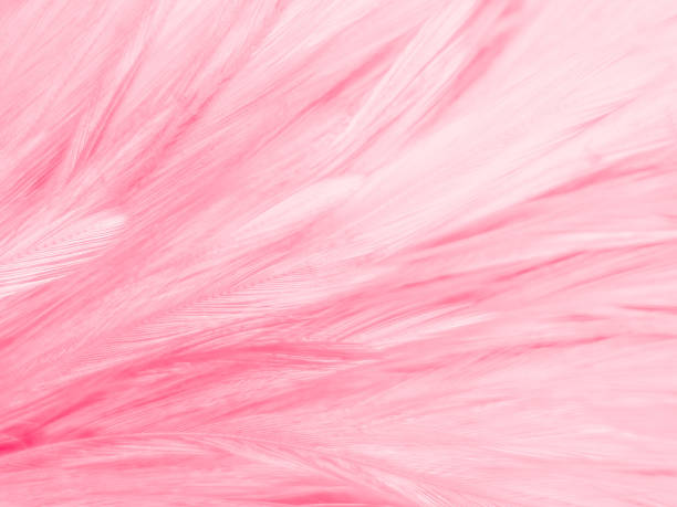 istock Beautiful abstract white and pink feathers on white background and soft white feather texture on pink pattern and pink background, feather background, pink banners 1223856902