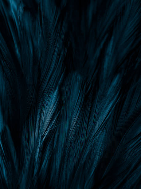 istock Beautiful abstract colorful white and blue feathers on white background and soft white feather texture on blue pattern and blue background, feather background, blue banners 1223856929