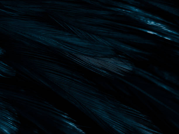 istock Beautiful abstract colorful white and blue feathers on white background and soft white feather texture on blue pattern and blue background, feather background, blue banners 1223856963