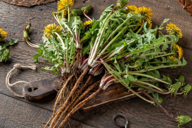 Whole dandelion plants with roots Whole dandelion plants with roots on a table dandelion root stock pictures, royalty-free photos & images