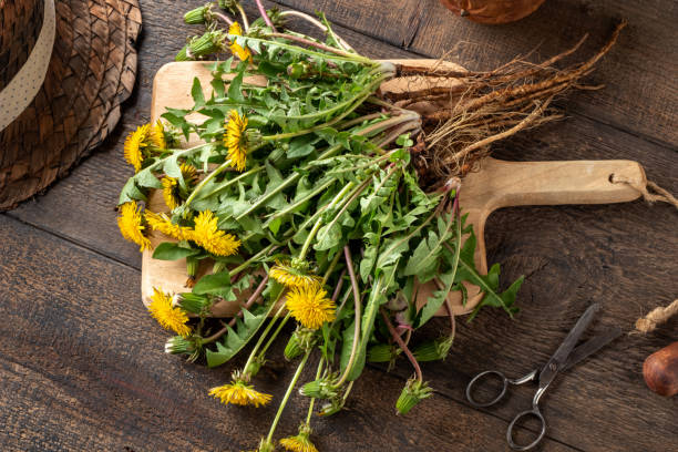 istock Blooming dandelion plants with roots 1223857162