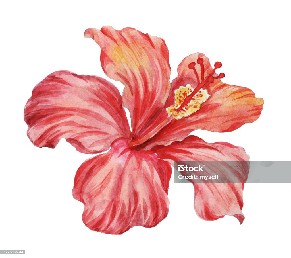 Ilustración de Hibiscus Flor Aislada Sobre Un Fondo Blanco Dibujo De Acuarela y más Vectores Libres de Derechos de Arte - iStock Ilustración de Hibiscus Flor Aislada Sobre Un Fondo Blanco Dibujo De Acuarela y más Vectores Libres de Derechos de Arte - iStock