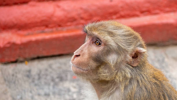istock Monkey in front of Pagoda 1223858880