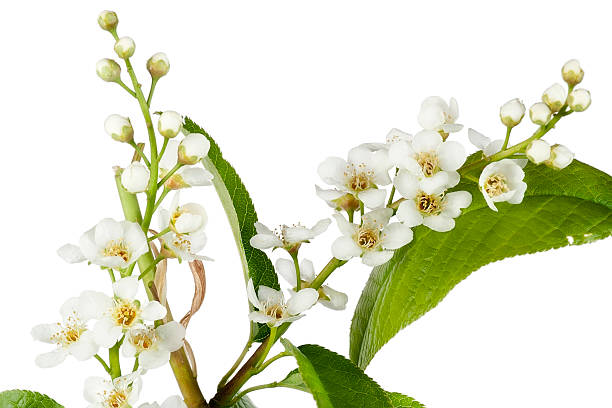 istock Blossoming spring European "Bird cherry" tree 122386032