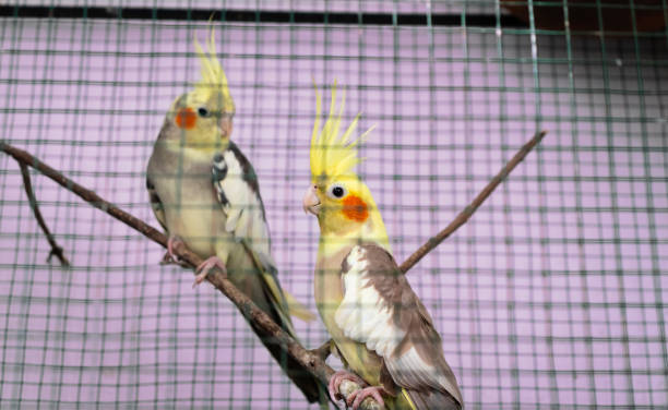 istock Cocktail parrots couple looking at each other in a cage environment 1223861412