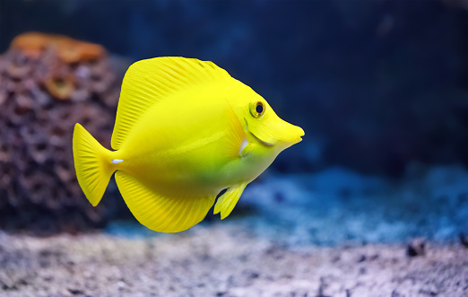 Fish, Yellow Tang, Zebrasoma flavescens