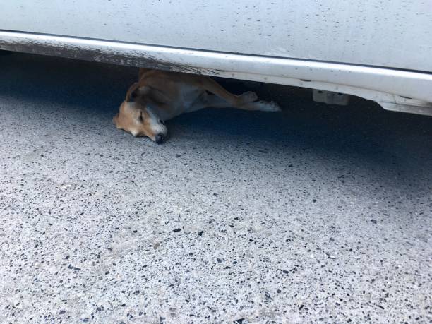istock The dog is sleeping under the car. 1223861551