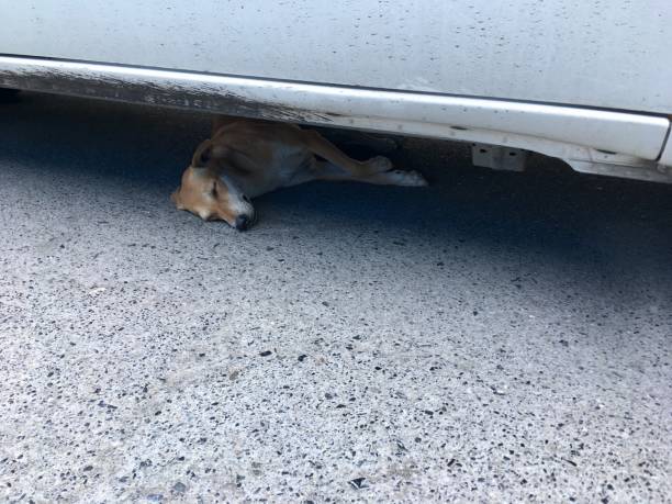 istock The dog is sleeping under the car. 1223861555
