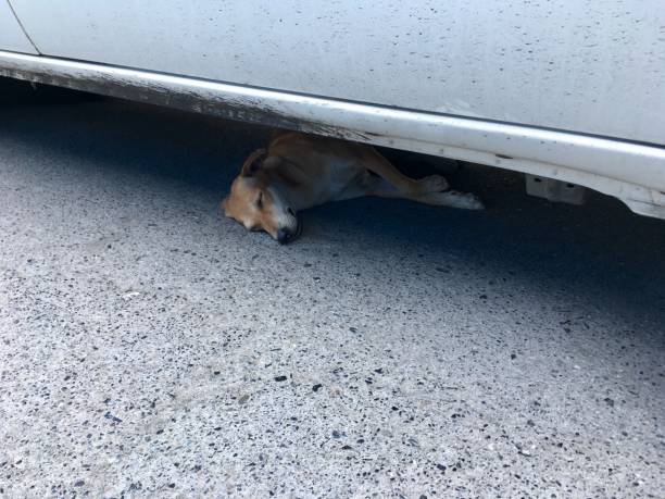 istock The dog is sleeping under the car. 1223861628