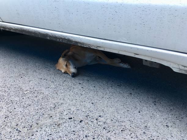 istock The dog is sleeping under the car. 1223861657