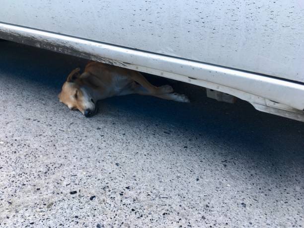 istock The dog is sleeping under the car. 1223861720