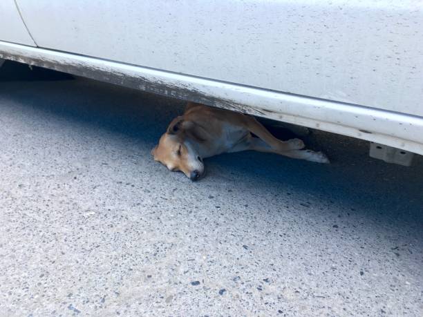 istock The dog is sleeping under the car. 1223861725