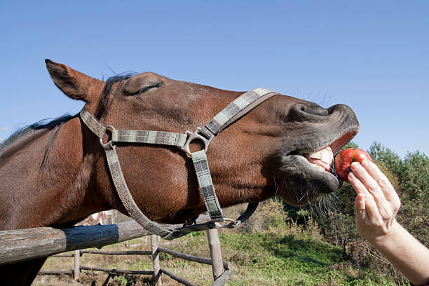 istock The horse, apple and  pleasure concept. 122386193