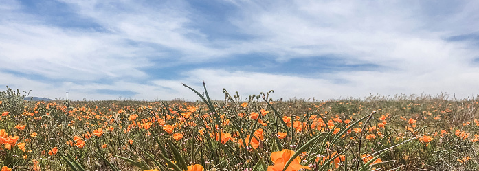 Blooming poppy flowers in springtime in California