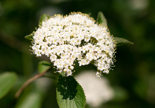 Viburnum lantana, the wayfarer or wayfaring tree in Eynsford, England