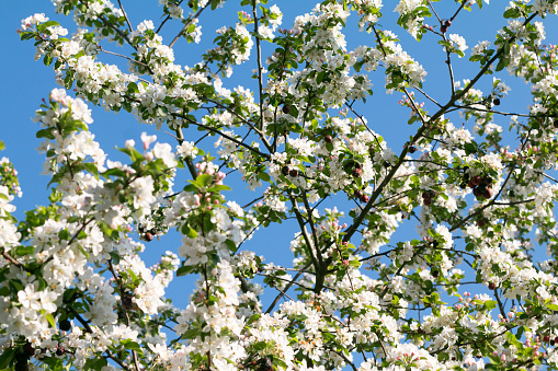 Blackthorn in Eynsford, England