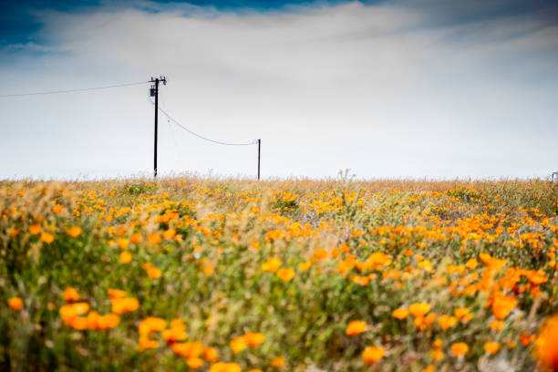 Blooming poppy flowers in springtime in California