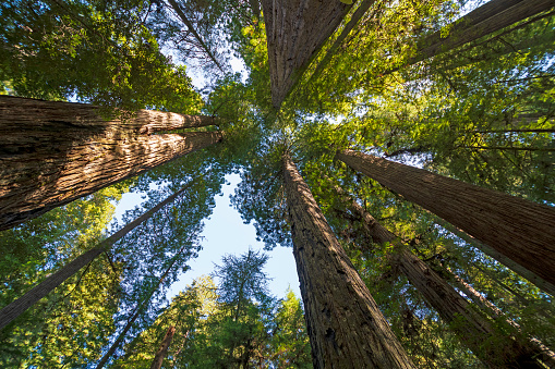 Amidst the Redwood Towers in Redwood National Park in California