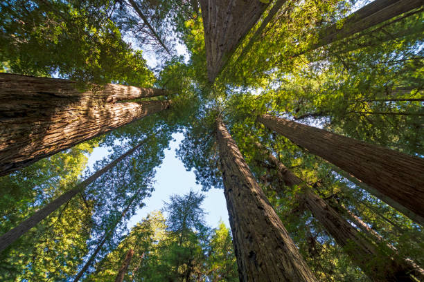 em meio às torres redwood - ancient tree usa california - fotografias e filmes do acervo